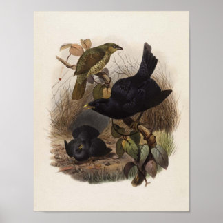 Poster Elliot - Ptilorhynchus violaceus - Satin Bower-bir