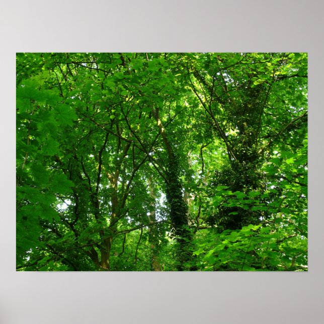 Póster Em cima nas árvores (Frente)