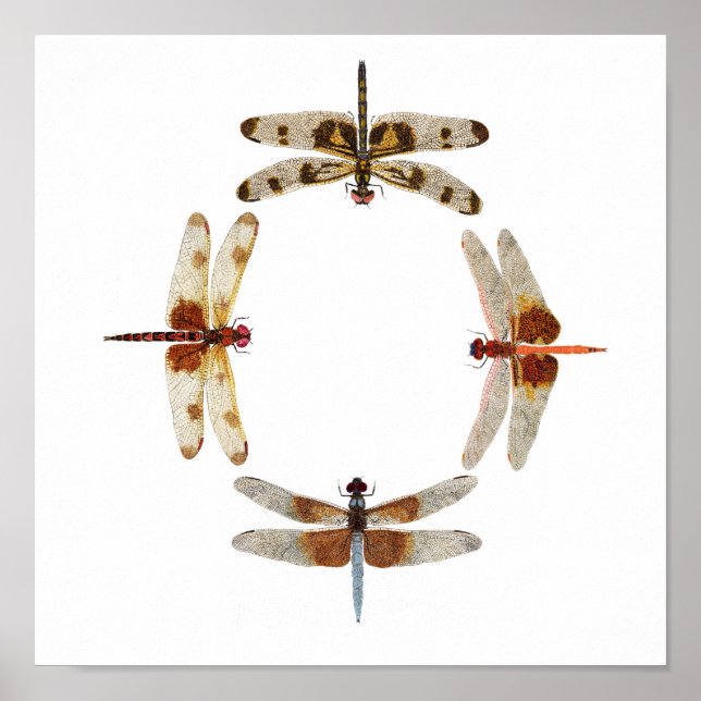 Poster Em Sincronização - Círculo de Dragonflies Art Post (Frente)