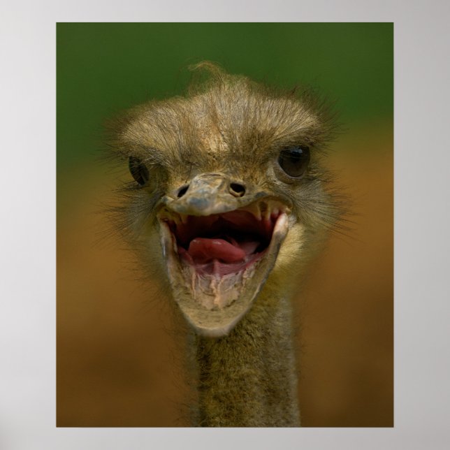 Poster Embrace de Ostrich (Frente)