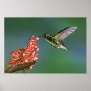 Poster Emerald, Elvira cupreiceps, com cabeça de cobre,