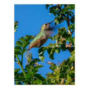 Póster Emerald Flash: Beija-flor em Movimento