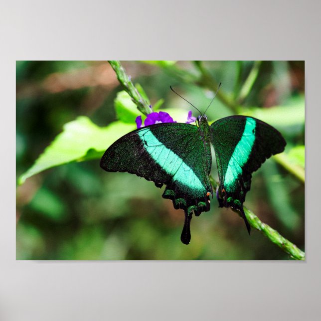 Poster Emerald Swallowtail Exótico (Frente)