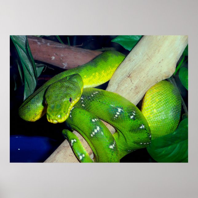 Póster Emerald Tree Boa (Frente)