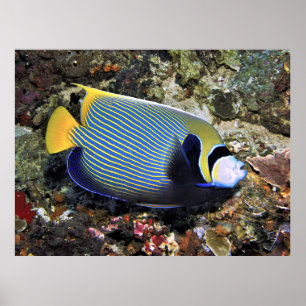 Poster Emperor Angelfish Nusa Penida