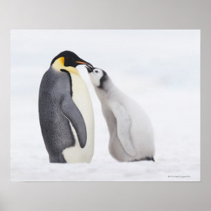 Póster Emperor penguin (Aptenodytes forsteri), chick