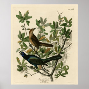 Poster Empilhadeira de cauda-boi - Aves da América de Aud