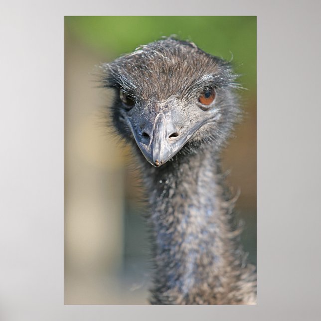 Poster Emu (Frente)
