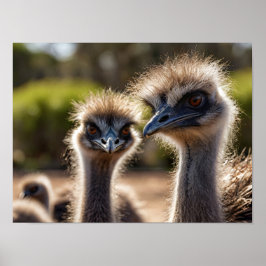 Poster Emu Birds