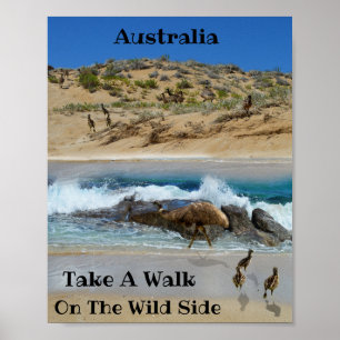 Poster Emu Island Austrália,