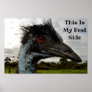 Poster Emu Mostrando Seu Melhor Lado,