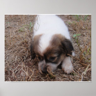 Póster Encaixe de cães