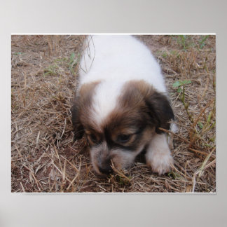 Póster Encaixe de cães