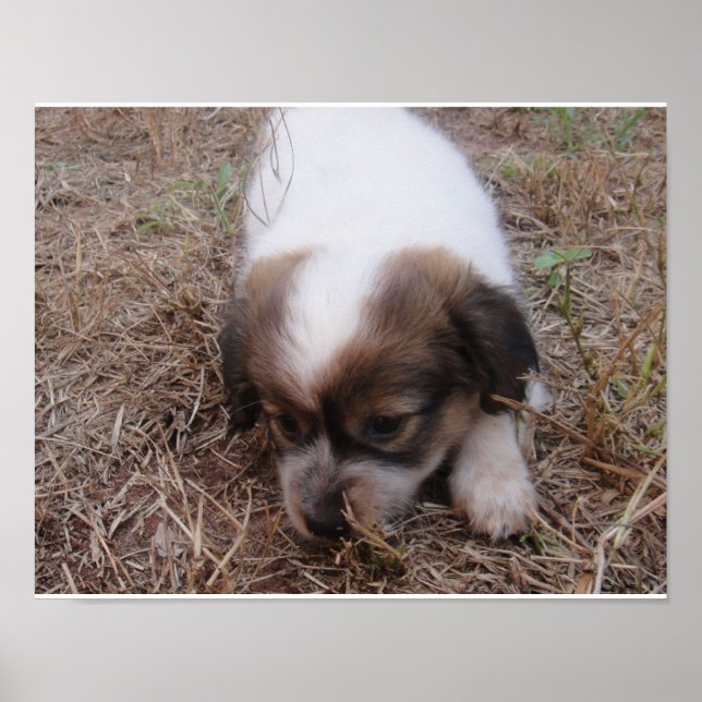 Póster Encaixe de cães (Frente)