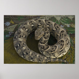 Póster Encantador de serpentes, víbora-africana Bitis