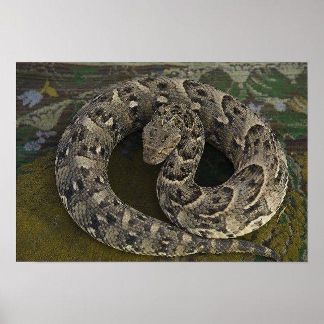 Póster Encantador de serpentes, víbora-africana Bitis (Frente)