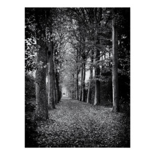 Póster Encantadora foto em preto e branco da floresta