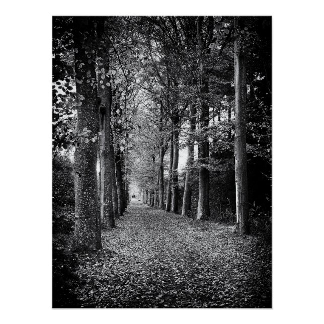 Póster Encantadora foto em preto e branco da floresta (Frente)
