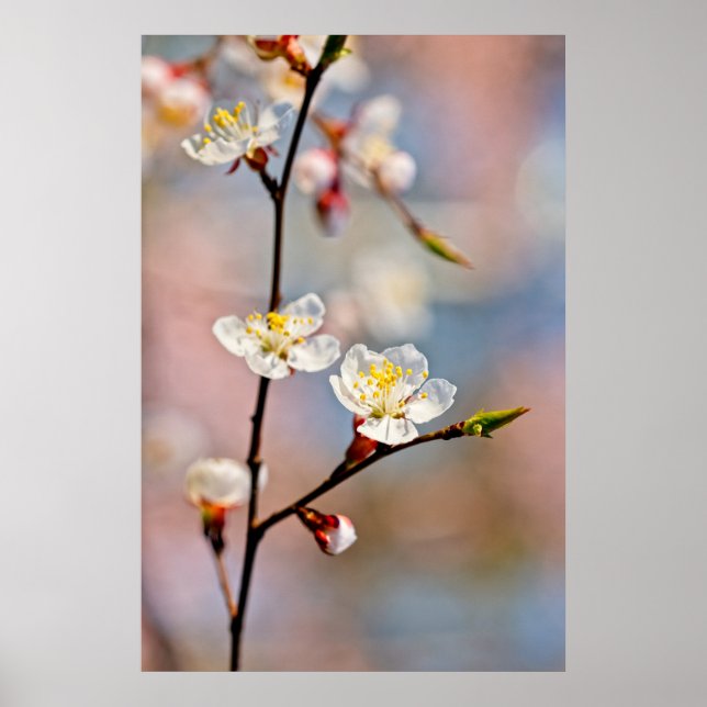 Poster Encantando Flores Apricot Japonesas (Frente)