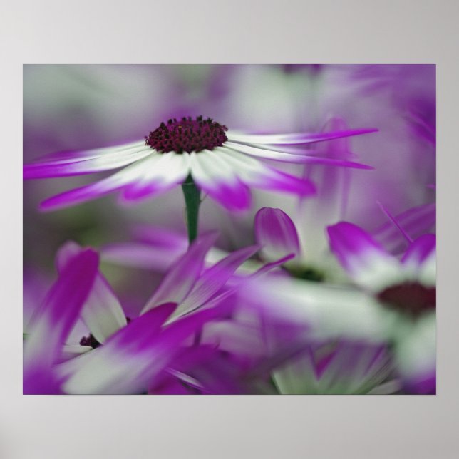 Poster Encerramento da flor roxa, Keukenhof Garden, (Frente)