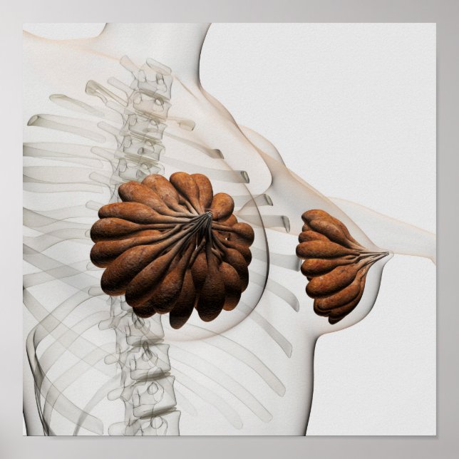 Póster Encerramento Das Glândulas Mamárias Femininas (Frente)