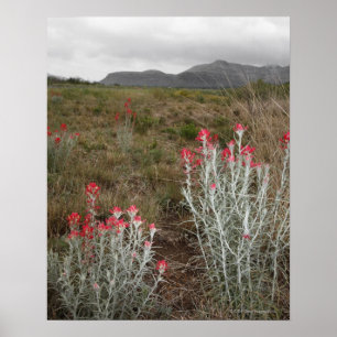 Poster Encerramento das plantas do deserto, Del Rio, Texa