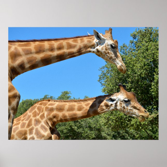 Poster Encerramento de duas girafas de férias (Frente)