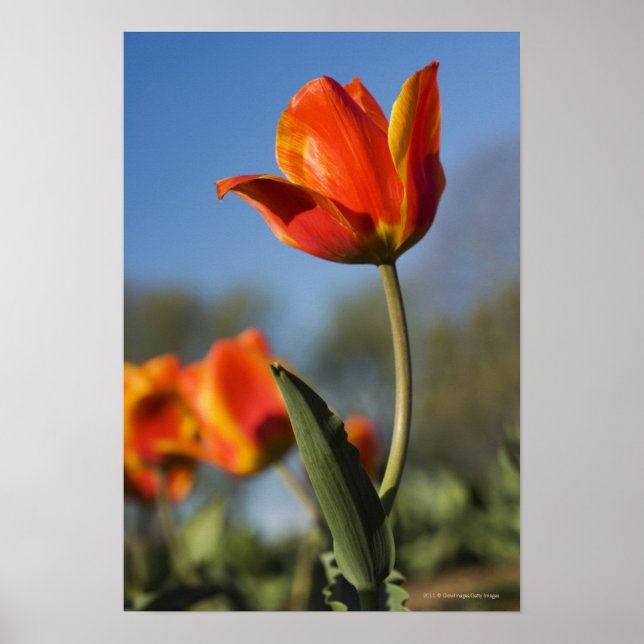 Poster Encerramento de flores tulipas (Frente)