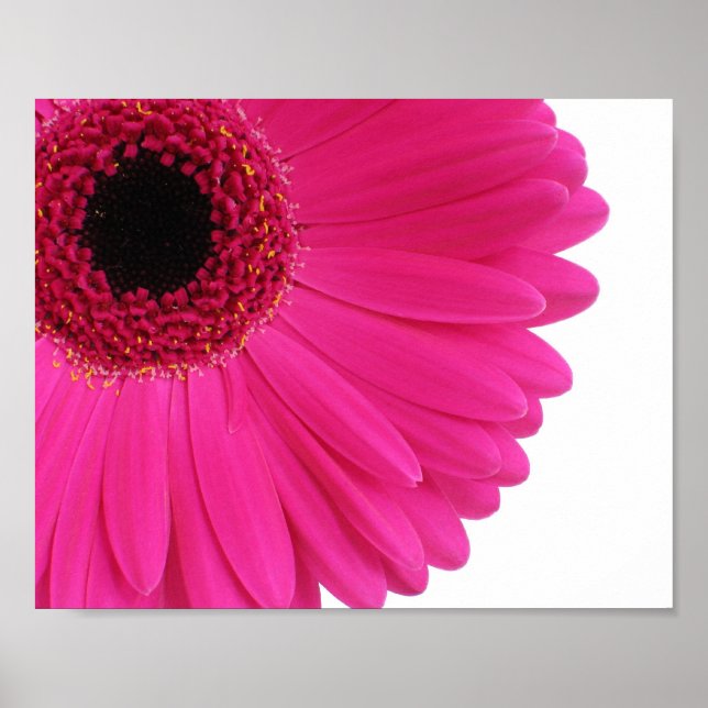Póster Encerramento de Gerbera Daisy, Rosa-Quente (Frente)