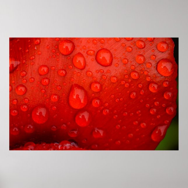 Poster Encerramento de gotas de chuva em pétalas de tulip (Frente)