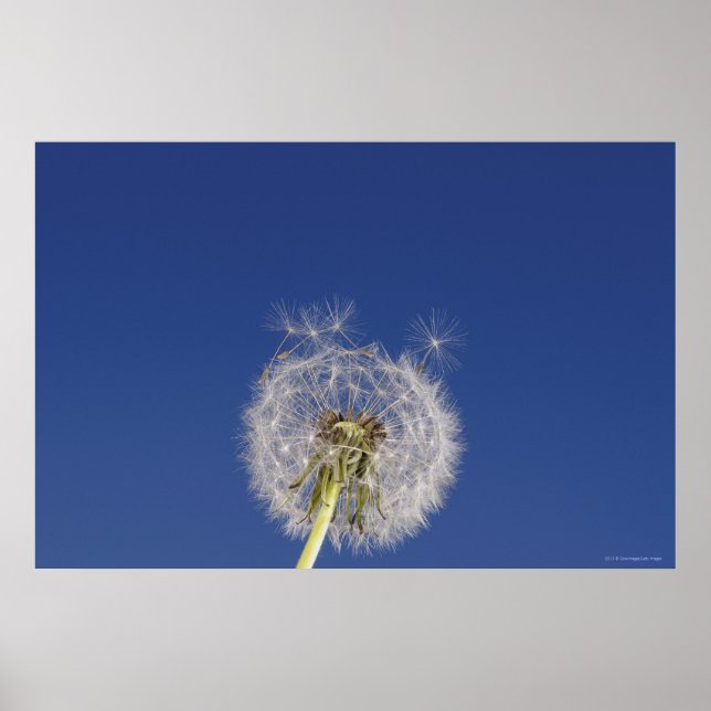 Póster Encerramento de um dandelion (Frente)