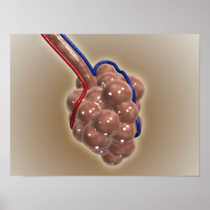 Poster Encerramento Do Alveolus