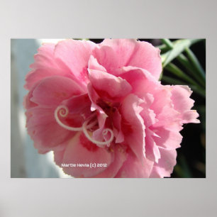 Póster Encerramento do cravo rosa