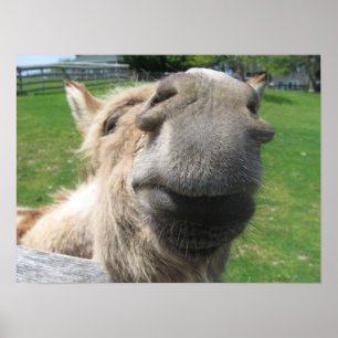 Poster Encerre o Burro