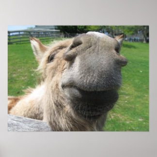 Poster Encerre o Burro