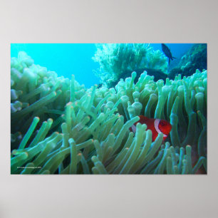 Poster Encontrando Nemo
