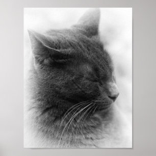 Póster Encontre a Magnífica Cinza Imperiosa Gato