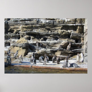 Poster Encontro dos Pinguins