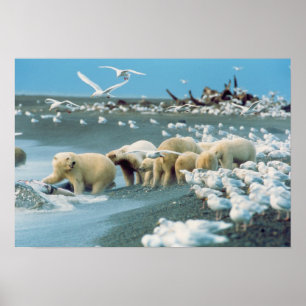 Poster Encosta Norte, Alasca. Ursos Polares Ursus