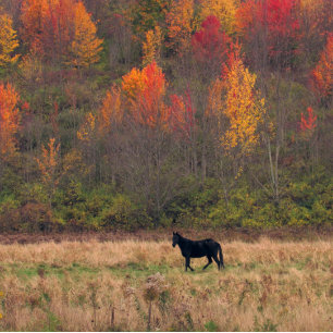 Poster Energia do cavalo