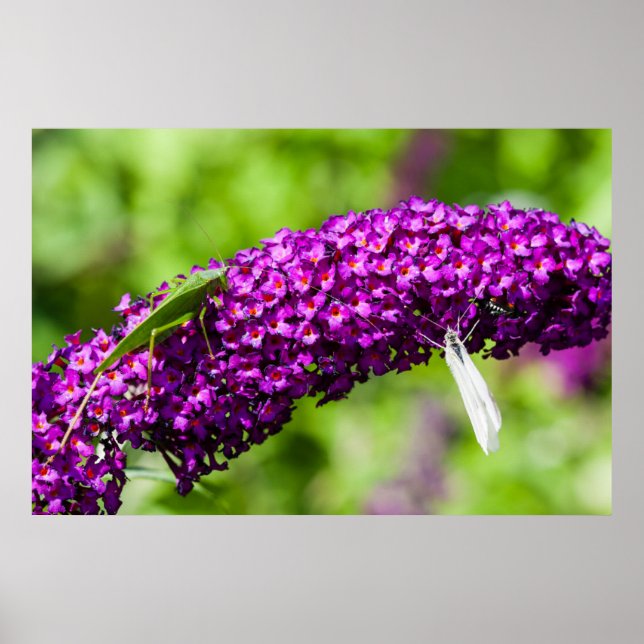 Poster energia katydid (Frente)