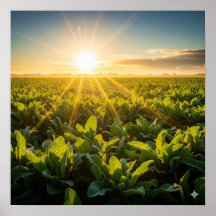 Energia vital da Sun