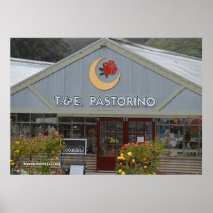 Poster Enfermeiro Flor