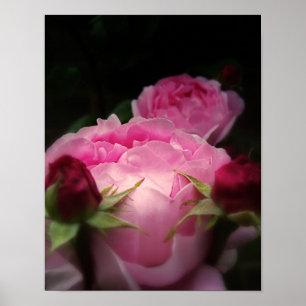 Póster English Roses Pink