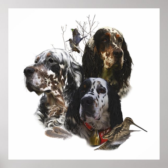 Poster English Setter, caça de pássaros (Frente)