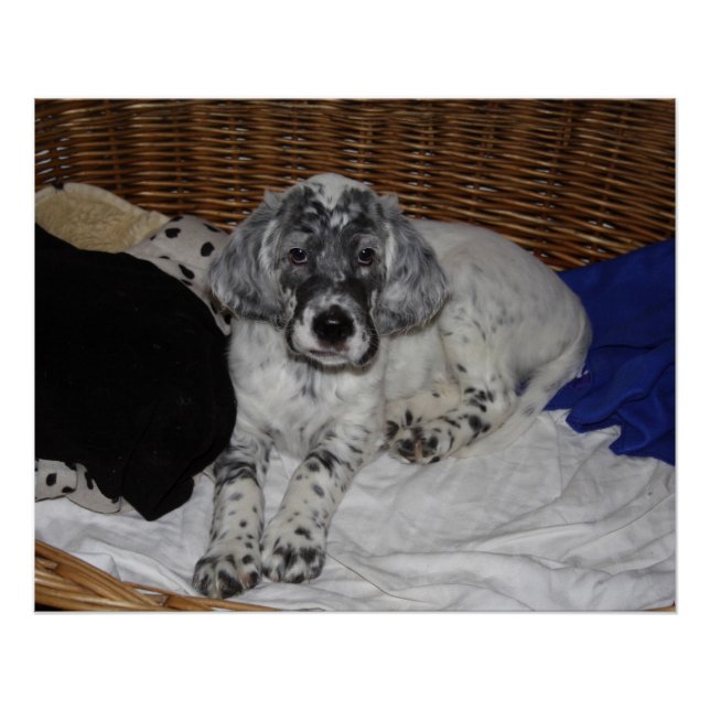 Póster English Setter Puppy (Frente)