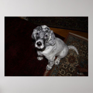 Póster English Setter Puppy