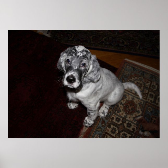 Póster English Setter Puppy (Frente)