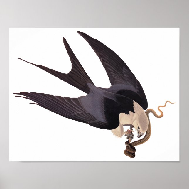 Poster Engolir Hawk Alcance com Cobra Vintage Audubon (Frente)