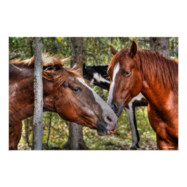 Póster Engraçado Chestnut Stallion & Mare em uma foto da 